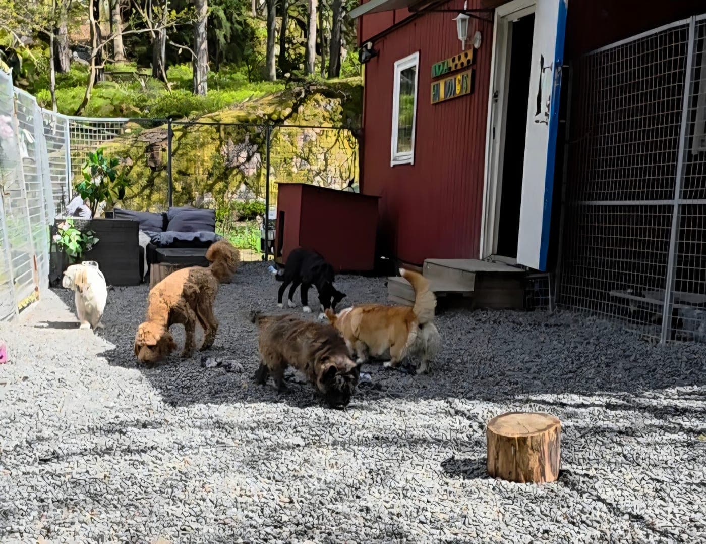 Hundar som leker på Nacka Hunddagis