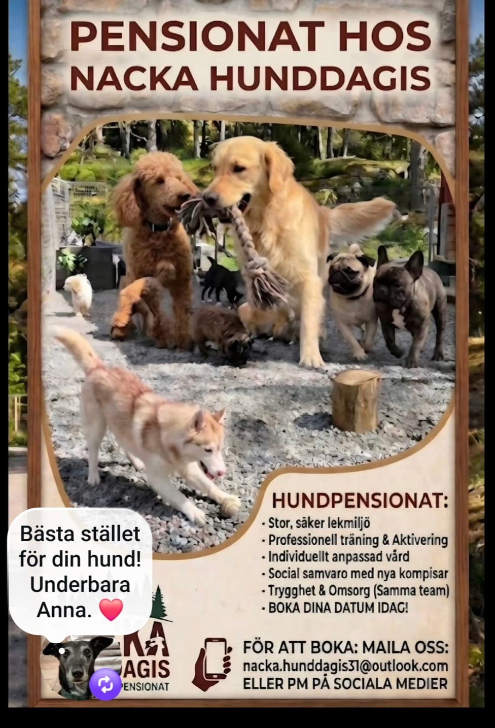 Hundpensionat i juli – En trygg sommar för din bästa vän! 