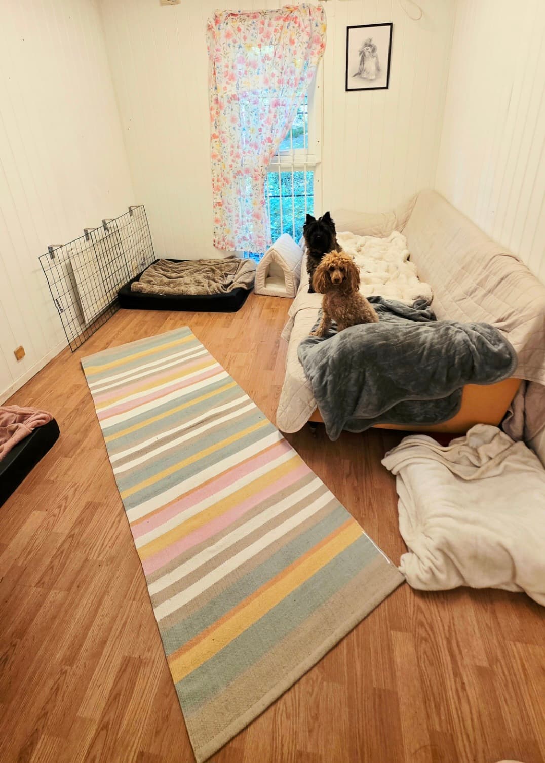 Bild från Nacka Hunddagis