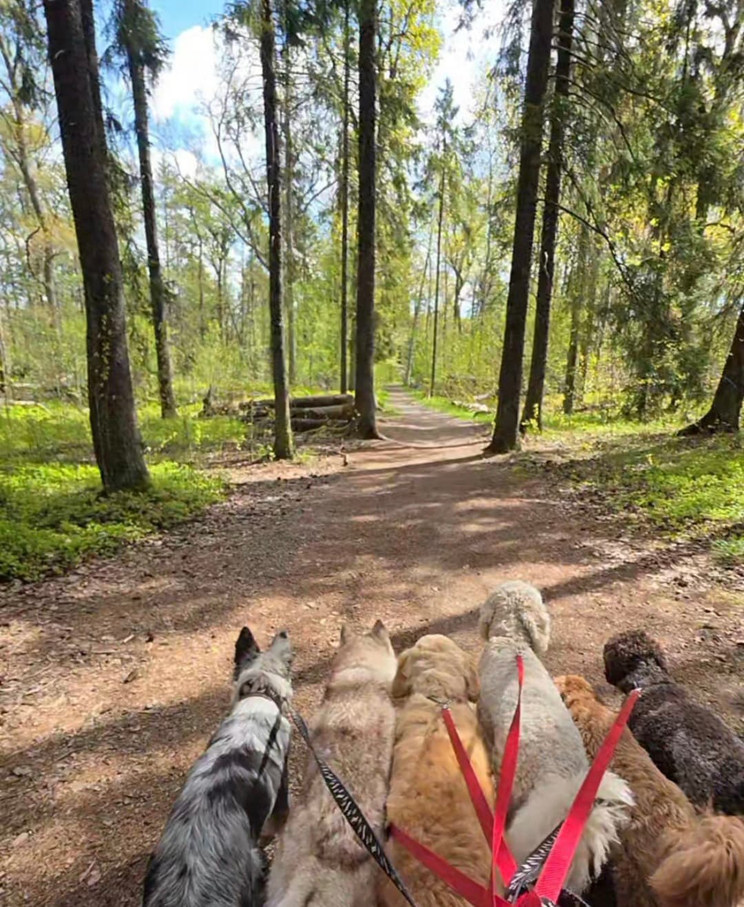 Bild från Nacka Hunddagis