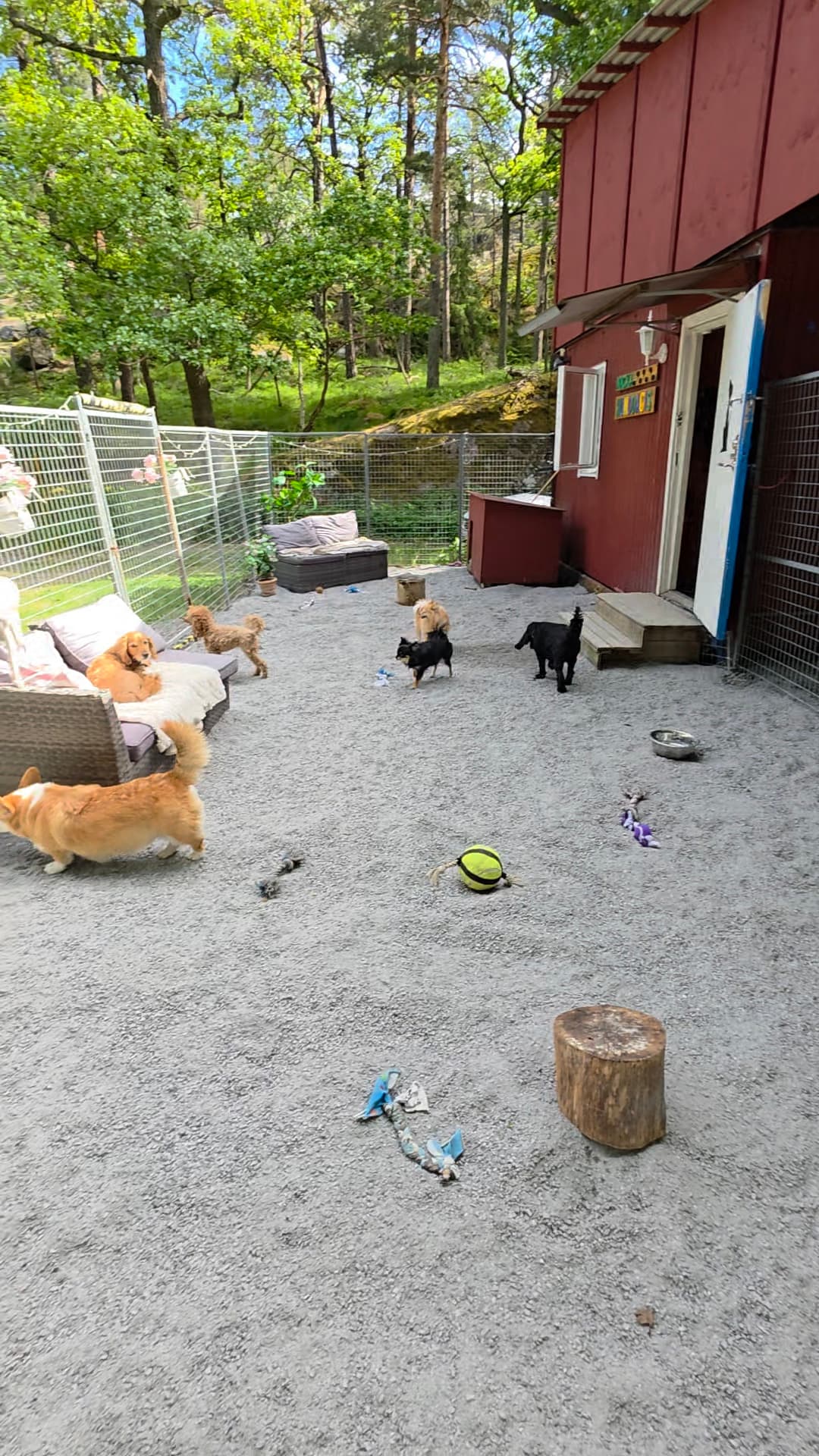 Bild från Nacka Hunddagis