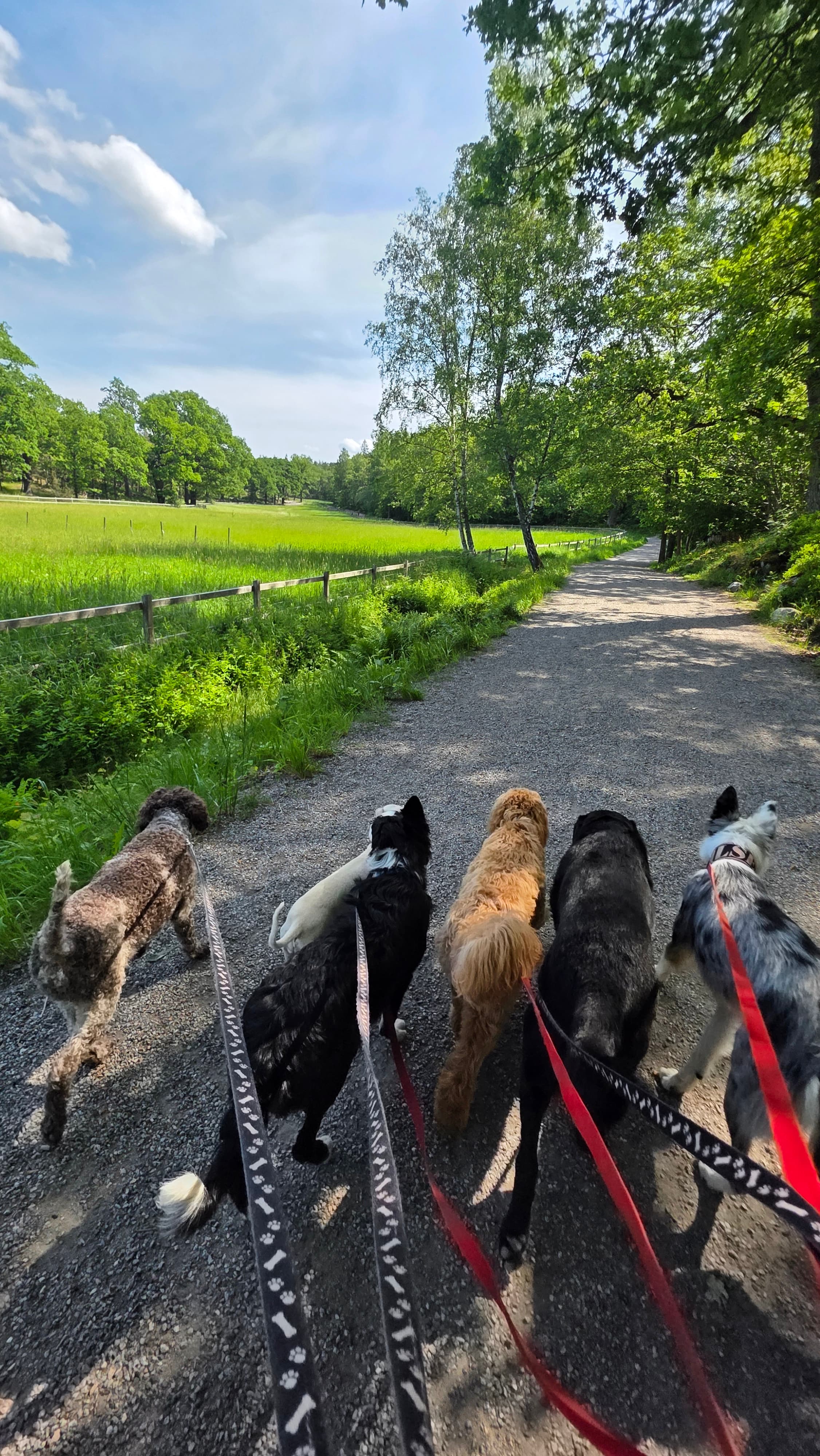 Bild från Nacka Hunddagis