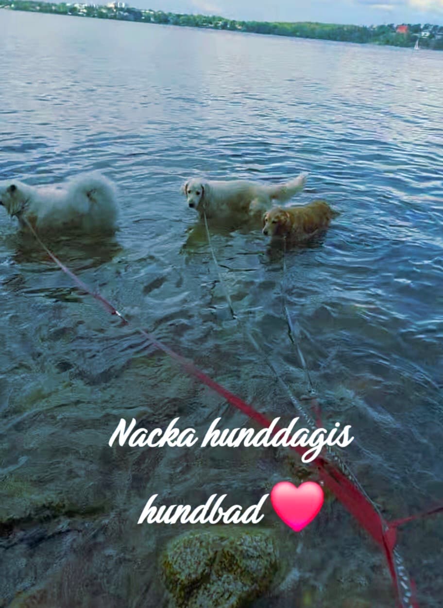Bild från Nacka Hunddagis