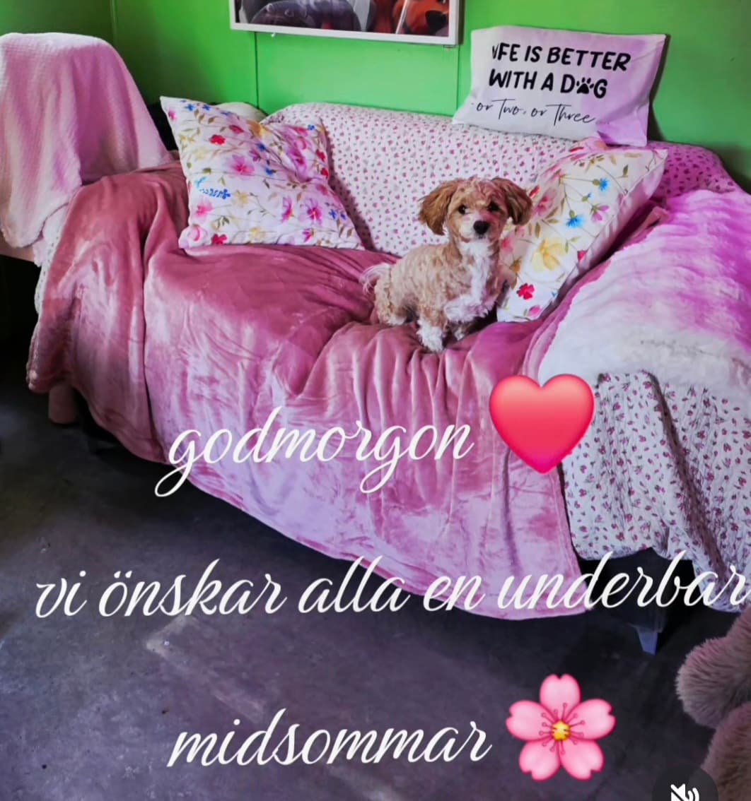 Bild från Nacka Hunddagis